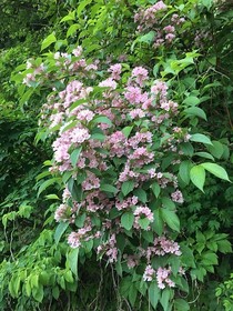 190604-13.jpg