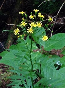 160525-15.jpg